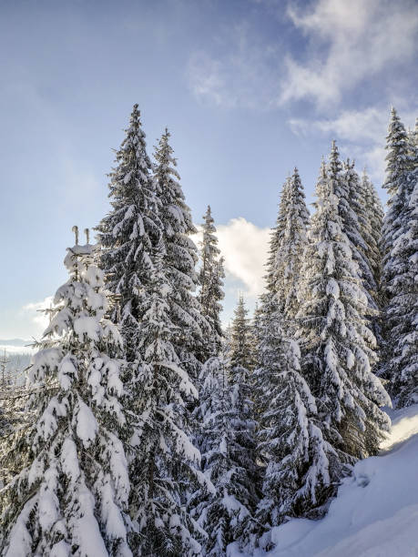 istock Magnificent snowy forest in the mountains 1086012114