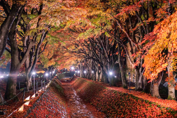 日本の河口湖の隣にある富士河口湖での秋の色鮮やかな木々の夜の展示