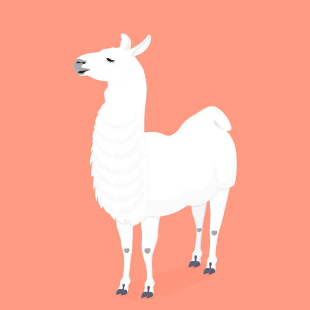 istock Cute realistic Lama Guanaco vector. Funny alpaca. Design for baby girly nursery, birthday, invitation, children's wear 1086024568
