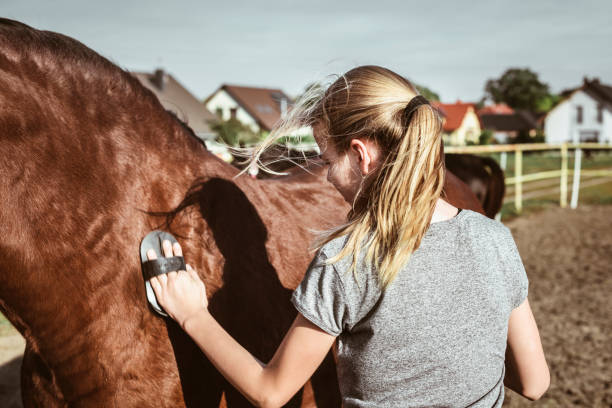 Teenage blonde girl brushing horse Teenage blonde girl brushing horse. Combing stock pictures, royalty-free photos & images