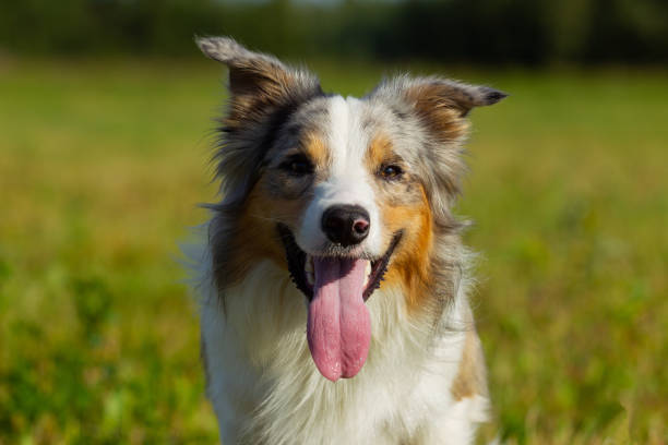 istock Border collie dog walking 1086027024