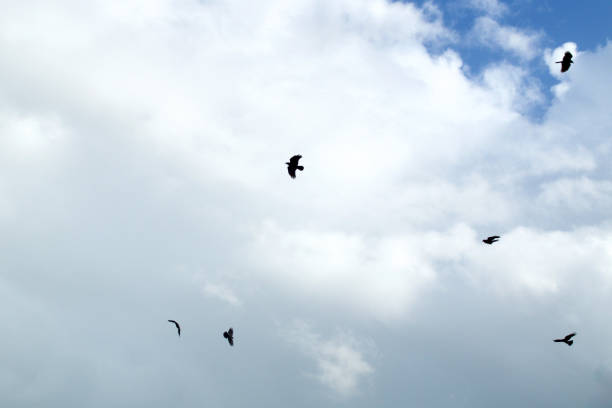 istock six black crow circling  the sky against clouds 1086030472