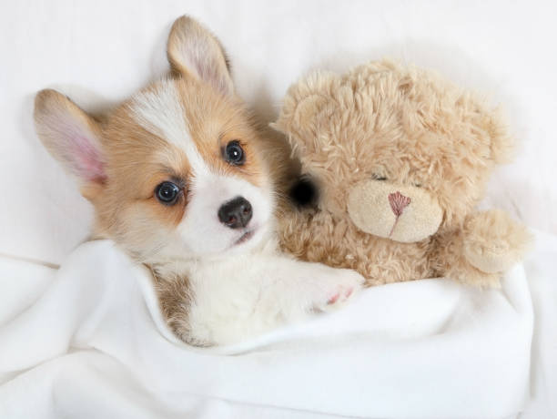 Little Welsh Corgi Pembroke puppy with his toy Teddy bear stock photo