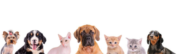 istock Different dogsand cats isolated 1086034338
