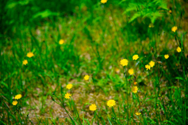 Small nature in Toyama, Japan. Japan is a country located in the East Asia.