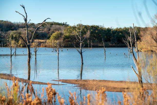 istock Dead Tress Reflected on Large Lake With Clear Skies 1086039642