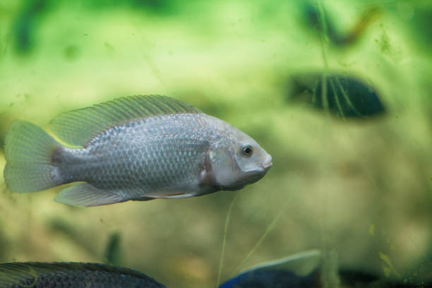 istock Exotic fish in the aquarium 1086041232