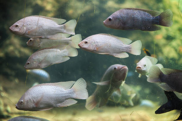 istock Exotic fish in the aquarium 1086041234