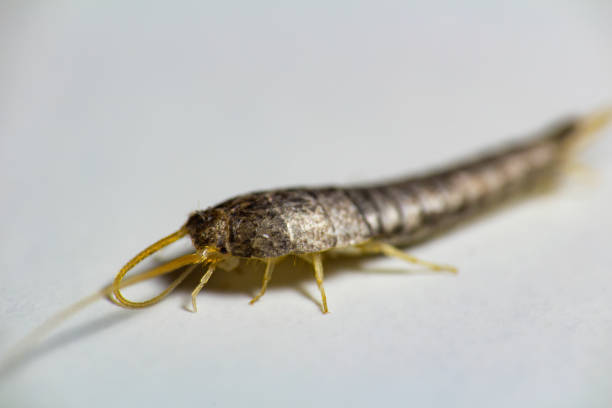 istock Silverfish, Lepisma saccharina, macro photo on white background 1086051266