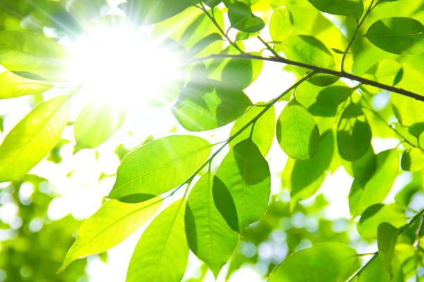 istock Bright willow leaves in the sunlight 1086053272