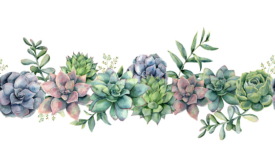 Watercolor succulents seamless bouquet. Hand painted green, violet, pink cacti, eucalyptus leaves and branches isolated on white background.  Botanical illustration for design, print. Green plants.