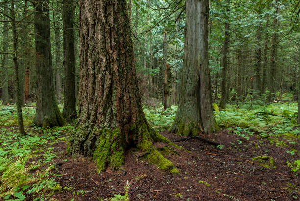 istock Trail of the Cedars 1086056380