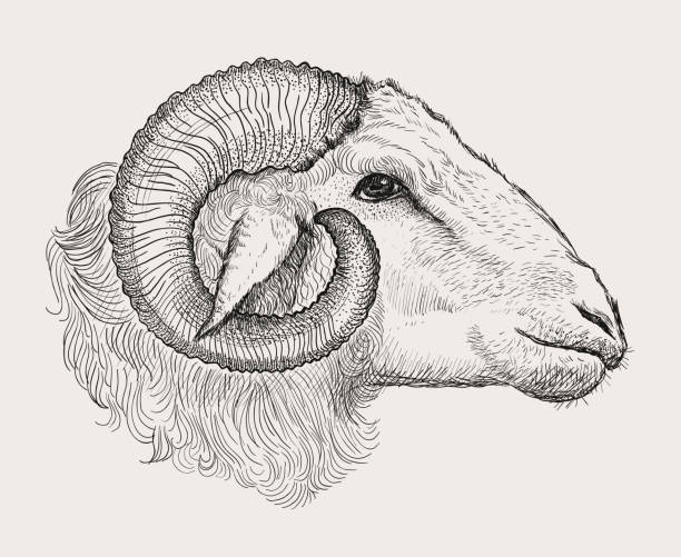 グラフィック ram 頭手描き下ろしイラスト - 雄羊点のイラスト素材／クリップアート素材／マンガ素材／アイコン素材