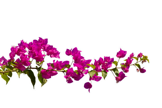 филиал бугенвиляса изолирован на белом фоне. - bougainvillea стоковые фото и изображения