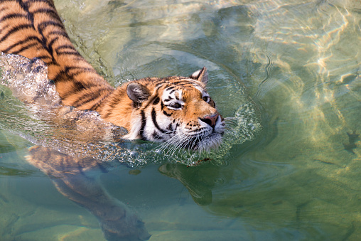 Tiger Swimming in the creek.