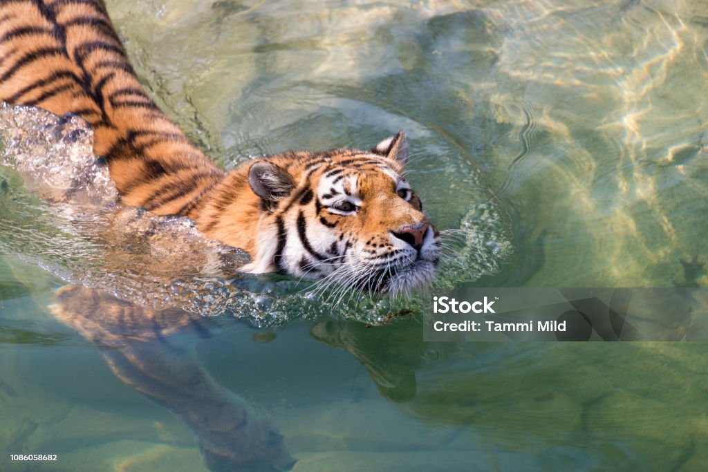 Tiger swimming Siberian tiger swimming.  Wildlife animal Swimming Stock Photo