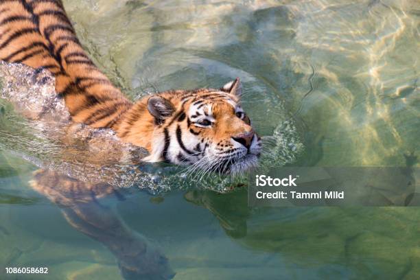 Tiger Swimming Stock Photo - Download Image Now - Swimming, Tiger, Animal