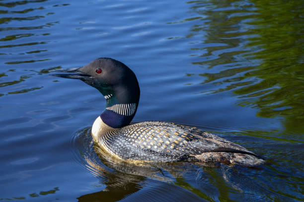 Close up of a domestic mallard duck.