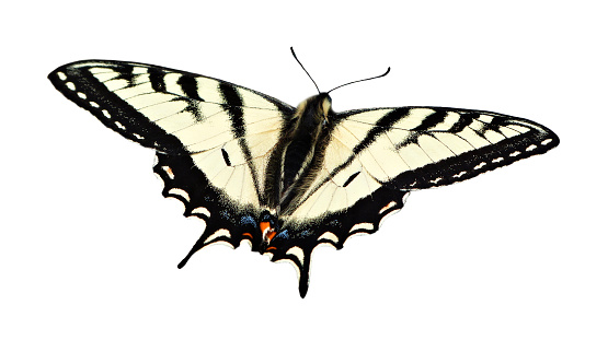 A beautiful Western Tiger Swallowtail butterfly with its wings spread open, cut out on a white background.  This graceful butterfly is well known for its distinct yellow color with black stripes pattern and blue and orange spots near its tail.  British Columbia, Canada