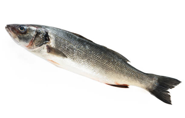 Sea bass fish isolated on white background. Dicentrarchus labrax