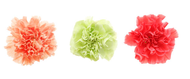 istock flower head of carnation in a white background 1086065622