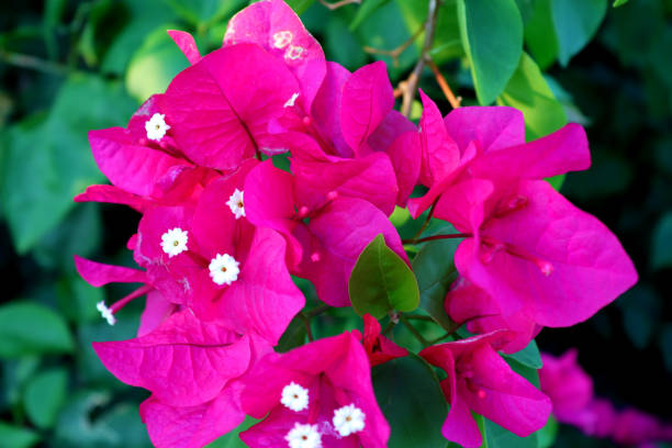 istock Pink Bougainvillea plant closeup 1086065864