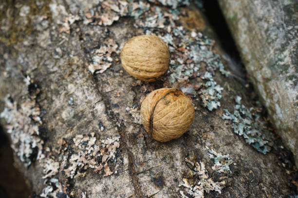 istock Two walnuts that lie on a branch covered with lichen 1086066936