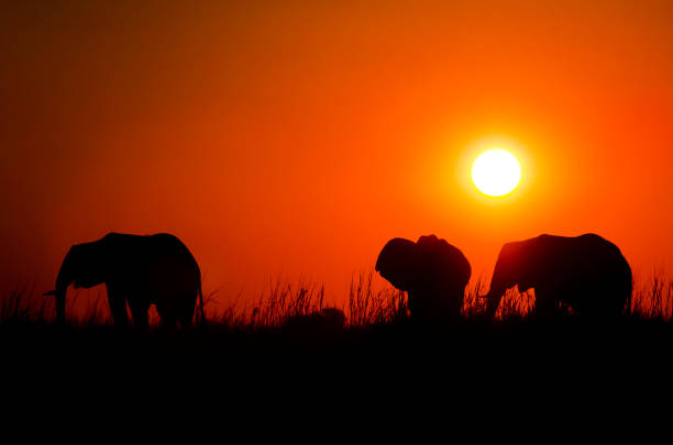 istock Africa sunset with elephants in front of the sun 1086068122