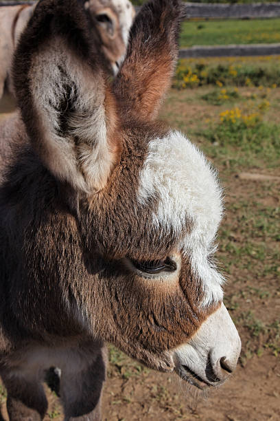 istock Baby Miniature Donkey 108606919