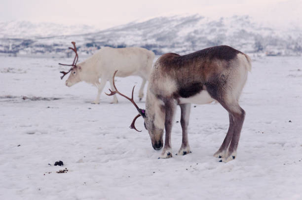 istock LAPONIA-LAPLAND 1086069472
