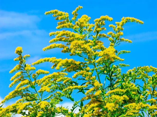 Goldenrod (Solidago virgaurea) is a perennial herb of the Aster family. Many species of goldenrod are good honey plants, used as medicinal, dyeing and tanning plants.