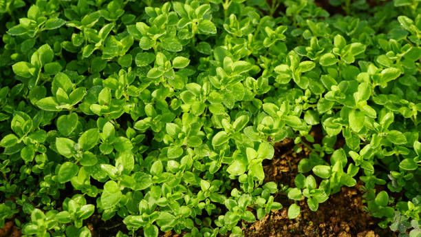 istock High Angle View Of Plants Growing On Field 1086075524