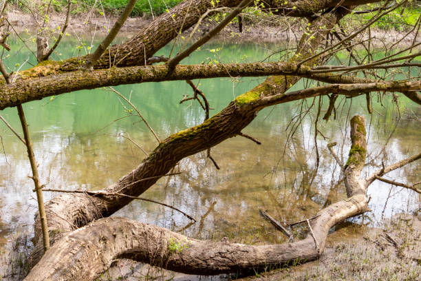 istock Riverbank fallen tree trunks and dry branches at Iskar-Panega Eco-path Geopark, the first geopark in Bulgaria 1086076816