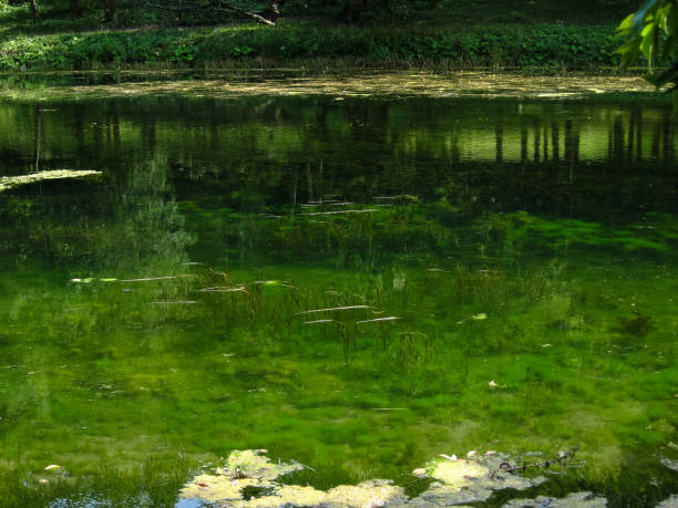 istock A water pond in an abandoned park 1086078396
