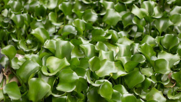 istock Water hyacinth in the river teture background 1086080000