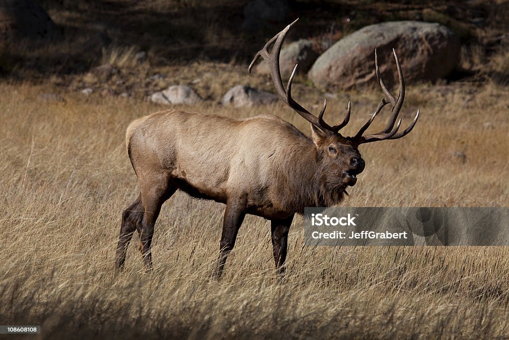 Elk - Foto de stock de Bramir royalty-free