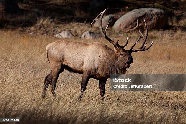 Foto de Elk e mais fotos de stock de Bramir - Bramir, Caribu - Cervo, Acasalamento de animais