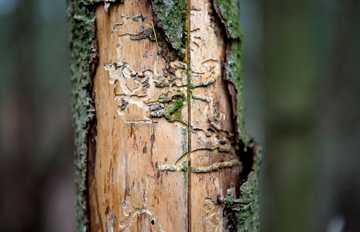tree trunk damaged by bark beetles in the forest