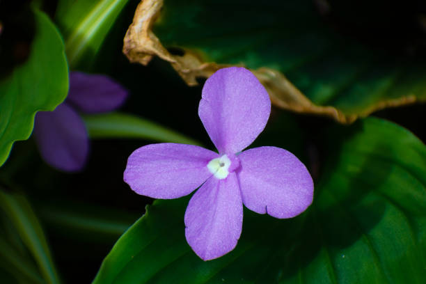 istock Beautiful Purple Flowers Blooming between Coconut Palm Plants 1086084290