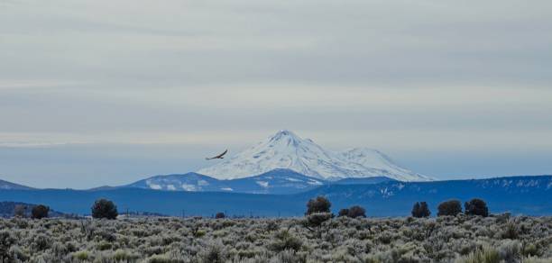 mt. shasta hawk - rough legged hawk bird of prey hawk animals in the wild imagens e fotografias de stock