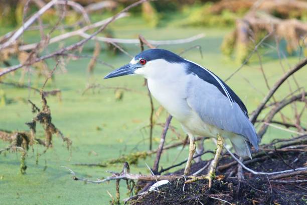 Black-crowned Night-Heron An adult black-crowned night-heron stands on a log at the edge of a swamp. black crowned night heron nycticorax nycticorax stock pictures, royalty-free photos & images