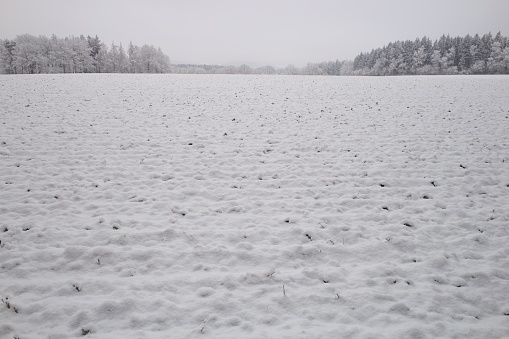 Soil with snow and frosty trees