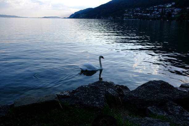 istock Swan on the lake 1086102114