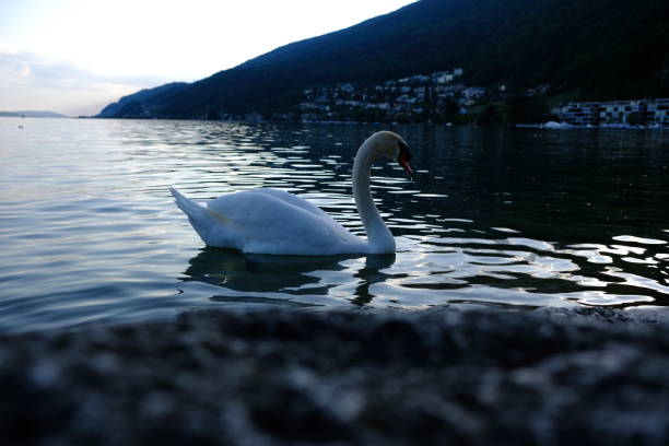 istock Swan on the lake 1086102144