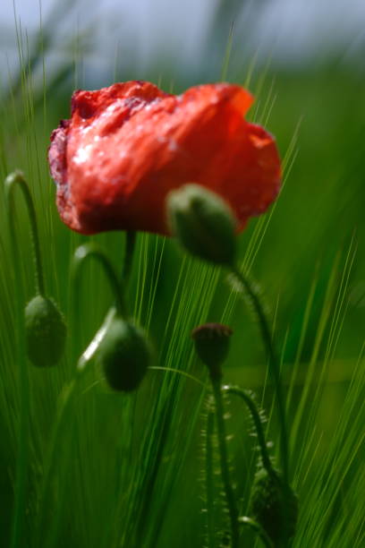 istock Red poppies with green leaves 1086102348