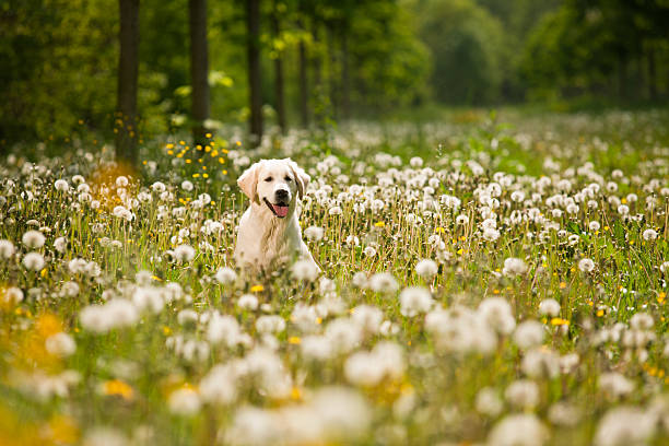 istock Golden Retriever Portrait 108610378