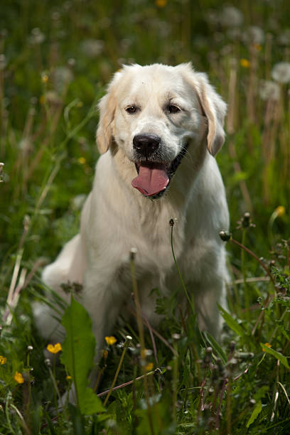 istock Golden Retriever Portrait 108610385