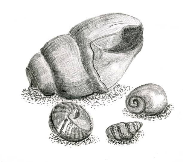 istock Pencil hand drawing beach theme with sea shell in black and white from observation drawing 1086104980