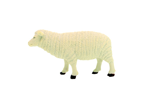 plastic toy sheep isolated over white background