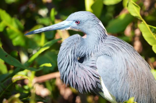 Tricolored Heron A tricolored heron close-up. tricolored heron stock pictures, royalty-free photos & images
